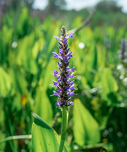 A spike of small purple flowers