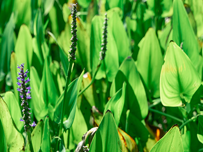 A mass of pickerel weed with green spade-shaped leaves and a few spikes of small purple flowers