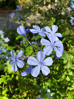 A cluster of blue flowers