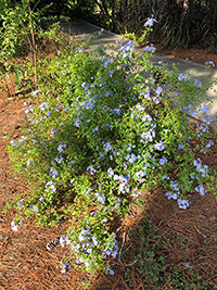 Plumbago plant with blue flowers