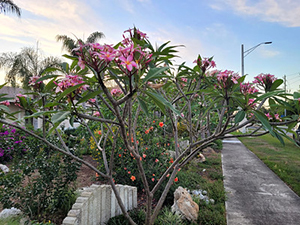 A small tree like plumeria plant with pink flower in a South Florida landscape