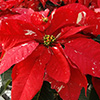 A bright red poinsettia with a few white speckles on its petal-like bracts