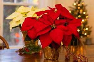 A white poinsettia and a red poinsettia each in gold foil wrapped pots on display in a home