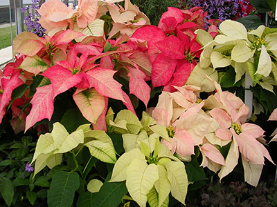 A group of poinsettias with ones that are light pink, yellow, salmon colored, and pale red.