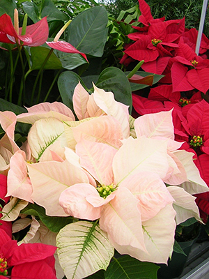 Creamy pink poinsettias and bright red ones in the background