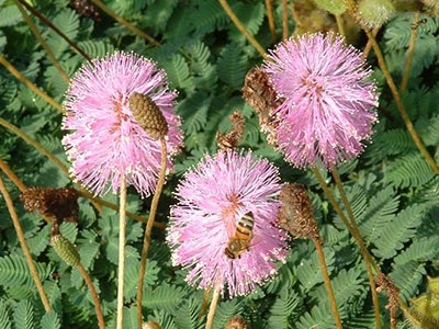 Pink powderpuff mimosa