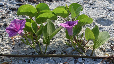 Vine with green rounded leaves and purple trumpet shaped  flowers growing along the beach