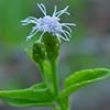 Spindly white flower