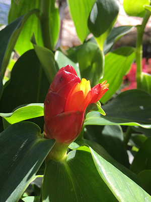 A bright red, cone-like structure with a yellow and red flower blooming from one side, on a green plant with strappy leaves