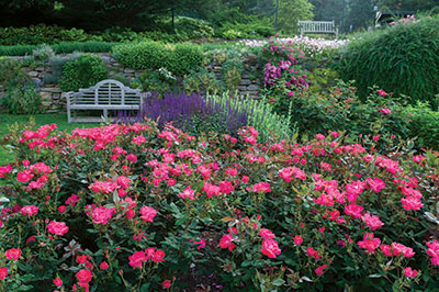 A landscape bed full of pink Knock Out roses