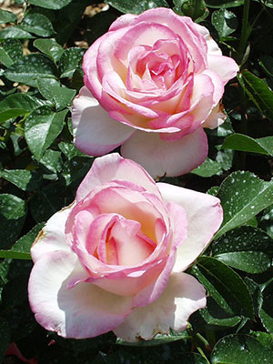 Delmonico roses