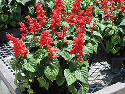 Red salvia plants