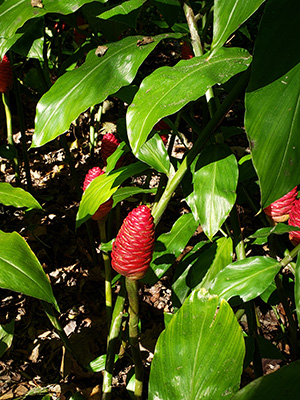 Shampoo ginger plant with bright red cone-like bracts on green stems and long narrow leaves