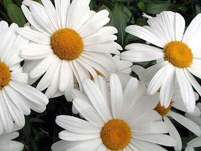 Shasta daisies