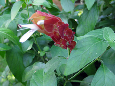 Flor de planta de camarón