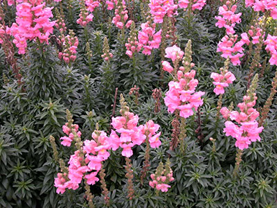 Pink snapdragon flowers