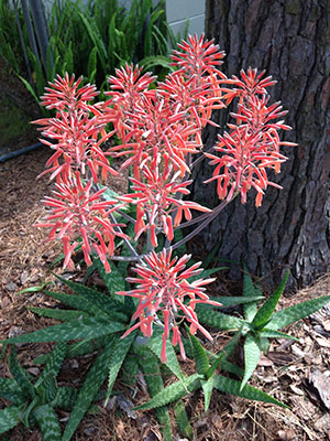 soap aloe with stalk of red flowers