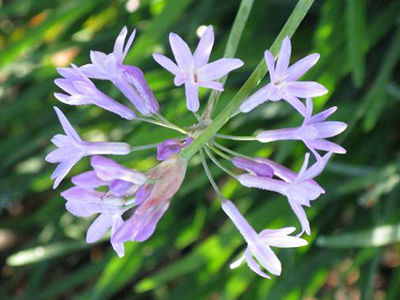A cluster of light purple five-petaled flowers