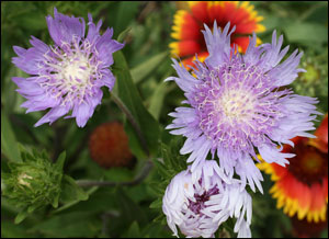 Purple Stokes' aster flowers