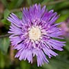 bright purple flower with fringe like petals