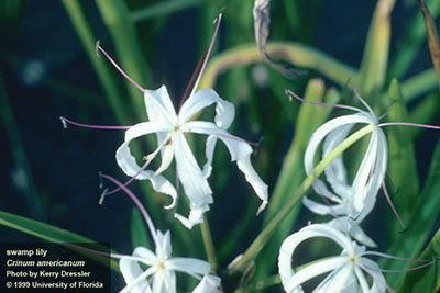White swamp lily flowers