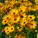 Deep yellow flowers with dark centers