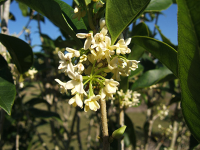 Small white flowers of a tea olive shrub