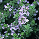 Tiny purple flowers and small green leaves of thyme