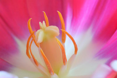 Zoomed in view of center of pink flower