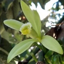 A pale green-yellow orchid flower