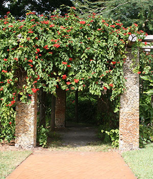 Flowering vine on a pergola