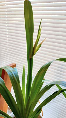 An upright green walking iris plant with no flowers, potted and indoors