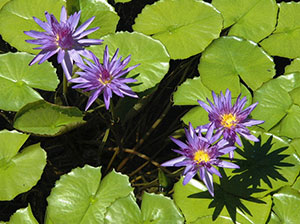 Lilypads with purple flowers