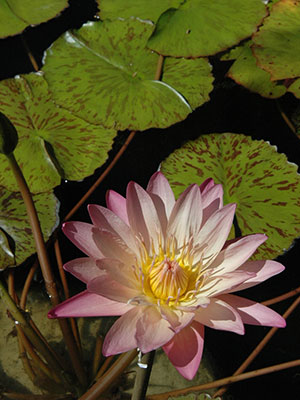 Water lily