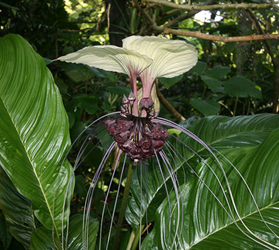 White bat flower