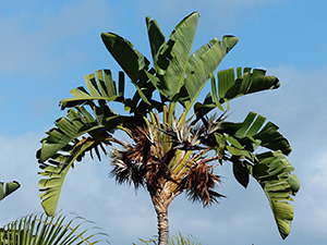 Tall plant resembling a palm tree with a background of blue sky to show its height