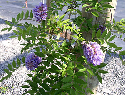 American wisteria in GREC gardens