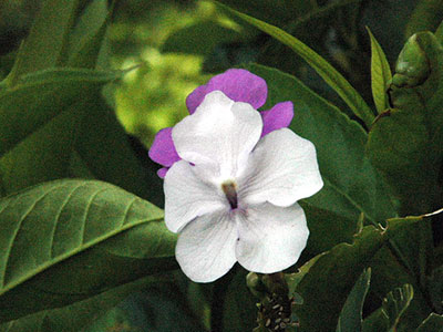 Yesterday-today-and-tomorrow purple and white flowers