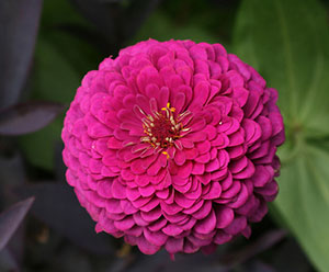 Hot pink zinnia, an annual