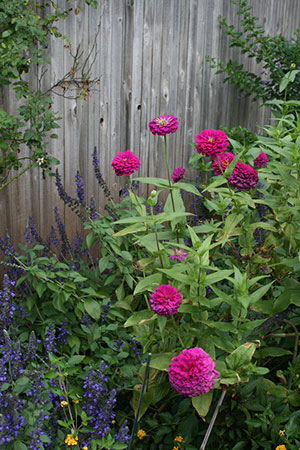 Hot pink zinnias in casual flower bed