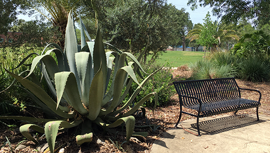 Century plant next to bench