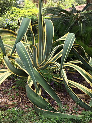 A variegated century plant with green and yellow striped leaves