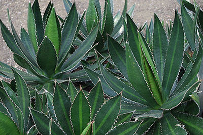 Several agave lophantha plants