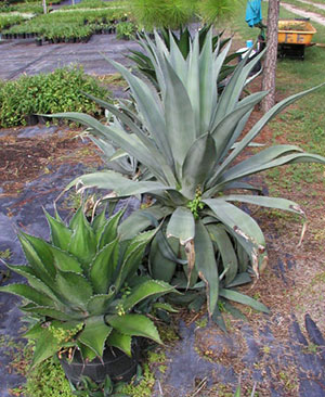 Two different agaves in containers