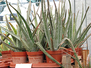 Aloe vera plants in retail setting