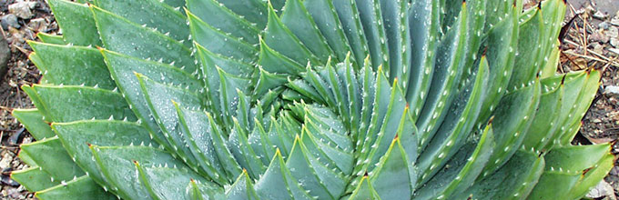 Spiral aloe