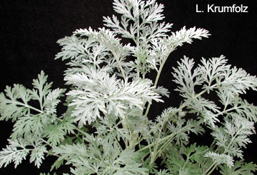 A plant with silvery, lacy leaves