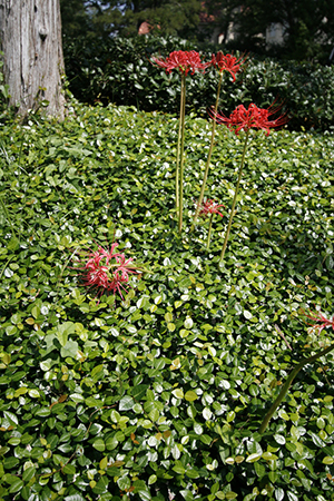Asiatic jasmine covering the ground with red spider lilies popping through