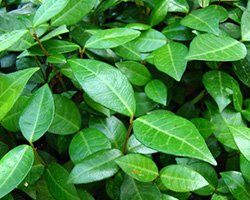 Low growing mass of smooth green pointed leaves
