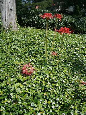 asiatic jasmine with red spider lilies growing through
